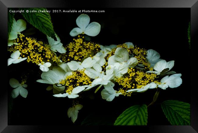 Lace Hydrangea Framed Print by colin chalkley