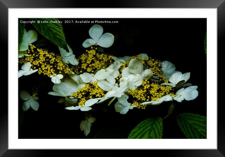 Lace Hydrangea Framed Mounted Print by colin chalkley