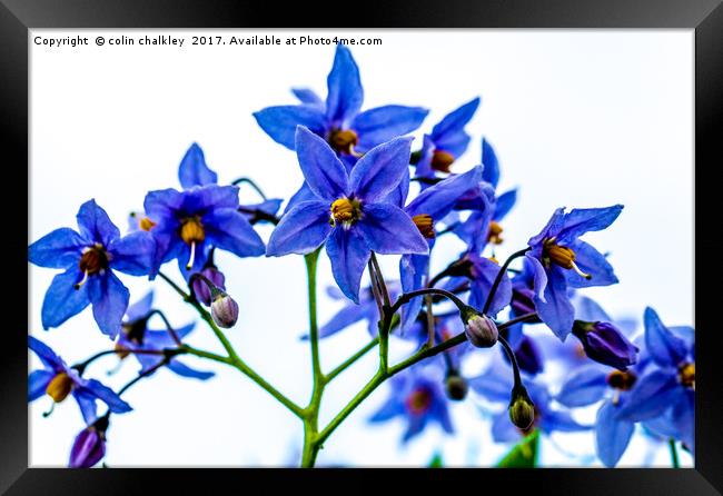 Solanum Crispum Framed Print by colin chalkley