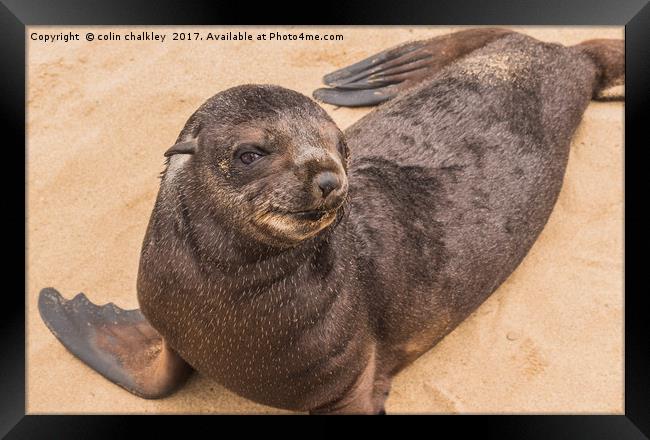Fur Seal Basking at Cape Cross Framed Print by colin chalkley
