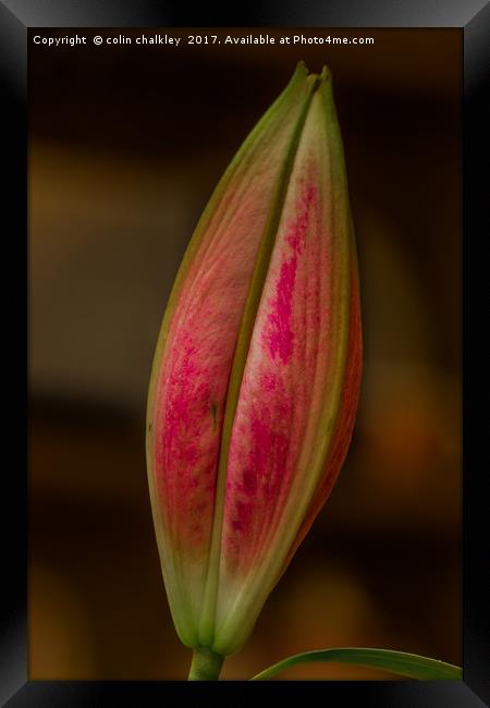  Asiatic Lily Bud Framed Print by colin chalkley