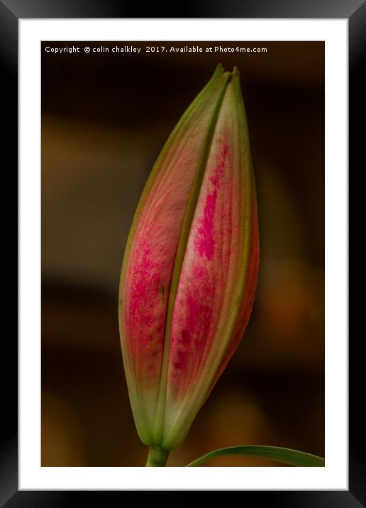  Asiatic Lily Bud Framed Mounted Print by colin chalkley