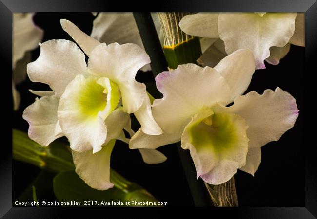 Orchids Framed Print by colin chalkley