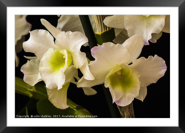 Orchids Framed Mounted Print by colin chalkley