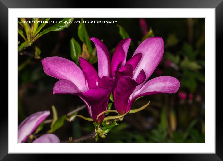 Magnolia in Bloom Framed Mounted Print by colin chalkley
