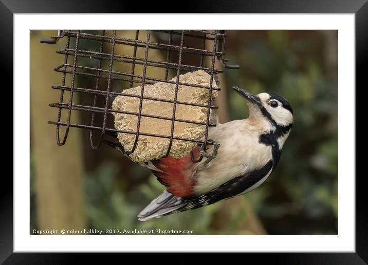 Great Spotted Woodpecker Framed Mounted Print by colin chalkley