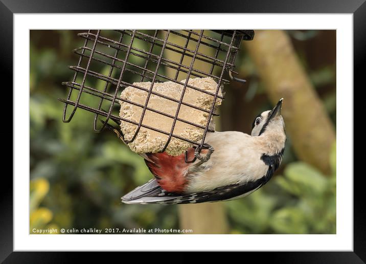Male Great Spotted Woodpecker Framed Mounted Print by colin chalkley