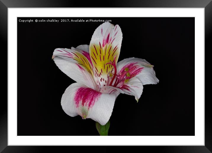 Peruvian lily Framed Mounted Print by colin chalkley