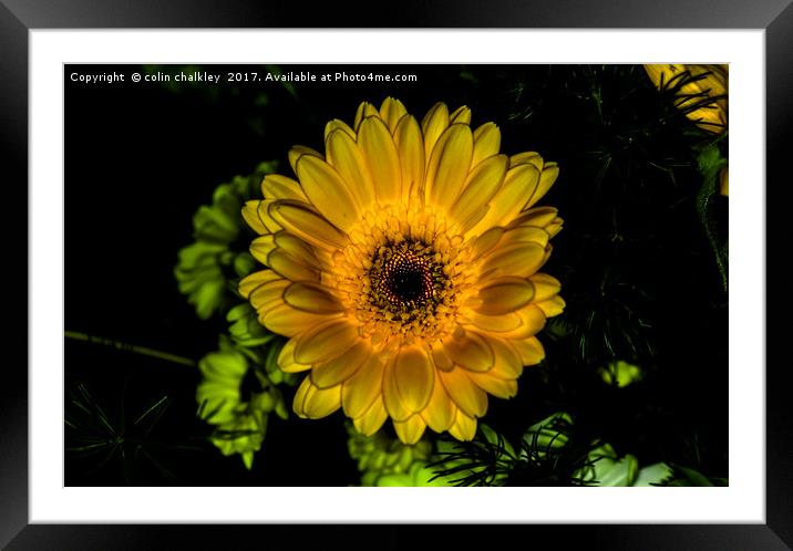 Glowing Gerbera  Framed Mounted Print by colin chalkley