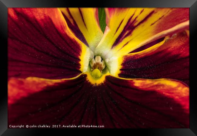 Heart of a Pansy Framed Print by colin chalkley