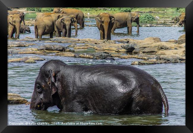  Elephants in Sri Lanka Framed Print by colin chalkley