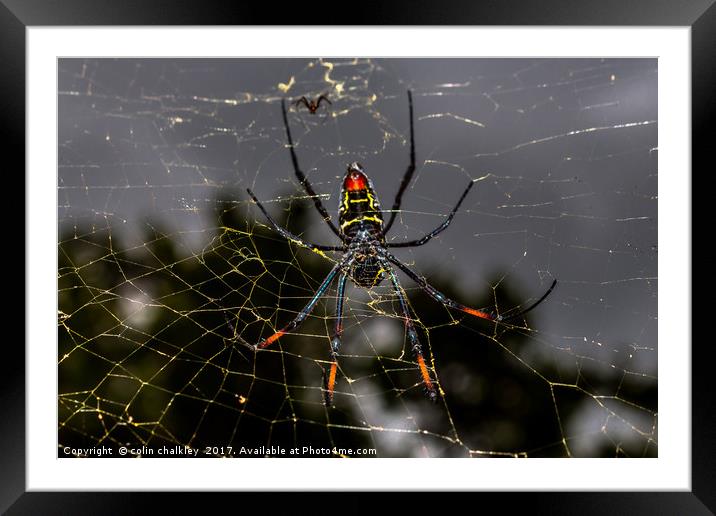 Female Golden Orb Spider  Framed Mounted Print by colin chalkley