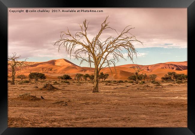 Sossusvlie Tree at Dawn, Namibia Framed Print by colin chalkley