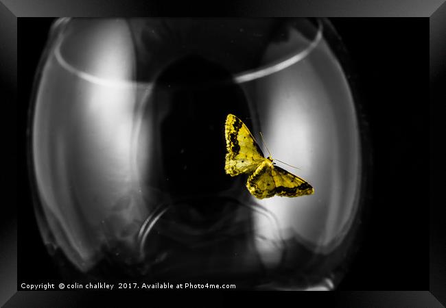 Moth on a wineglass Framed Print by colin chalkley