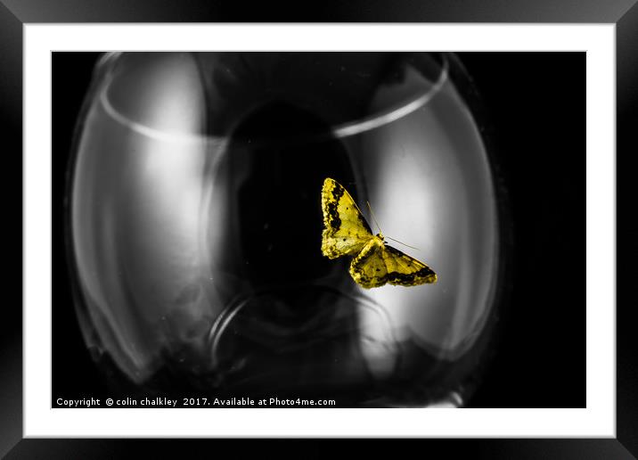 Moth on a wineglass Framed Mounted Print by colin chalkley