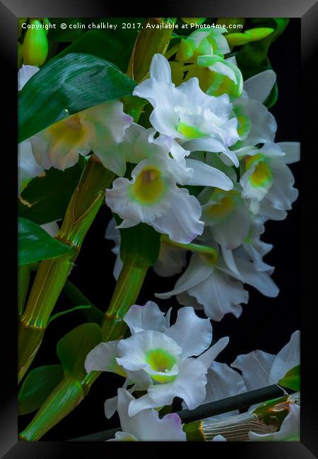 Array of White Orchids Framed Print by colin chalkley