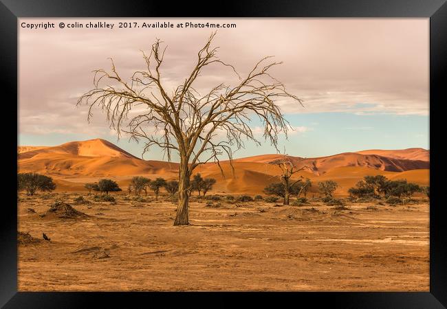 Sossusvlie Tree at Dawn, Namibia Framed Print by colin chalkley