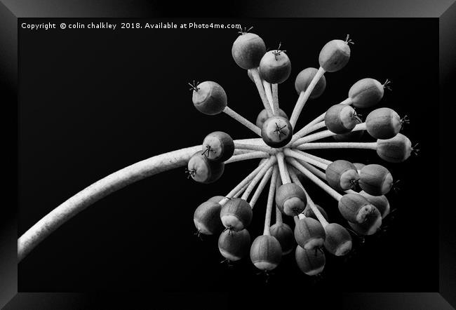 Castor Oil Plant Seed Pods - Natural Lighting Framed Print by colin chalkley