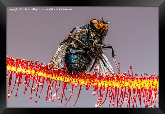  House Fly captured by a Cape Sundew Plant Framed Print by colin chalkley