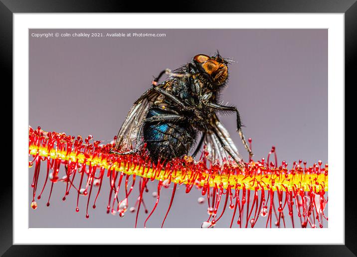  House Fly captured by a Cape Sundew Plant Framed Mounted Print by colin chalkley