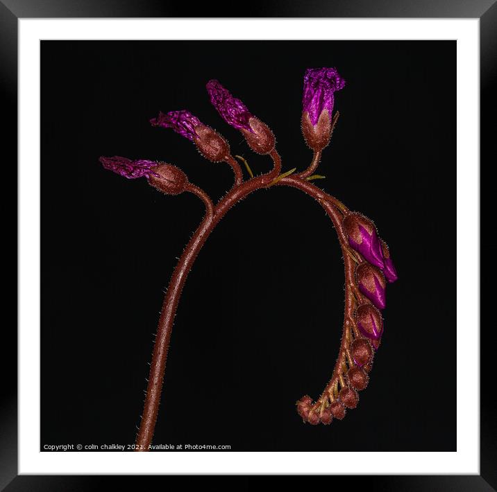 Cape Sundew Buds Framed Mounted Print by colin chalkley