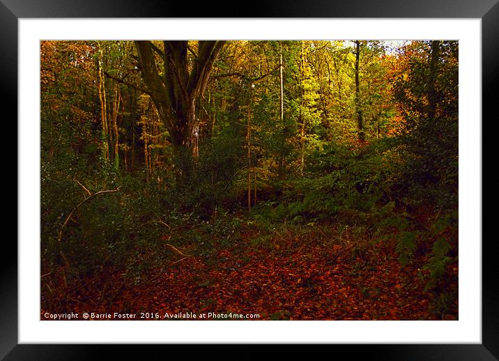 Little Milford Woods #3 Framed Mounted Print by Barrie Foster