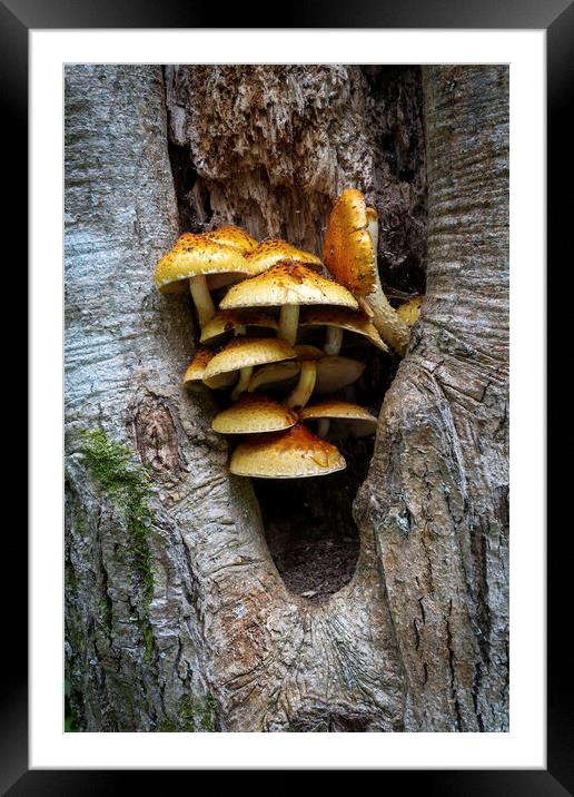 Shaggy Scalycap, Pholiota squarrosa Framed Mounted Print by Leighton Collins