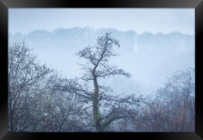 Trees on a misty morning Framed Print by Leighton Collins