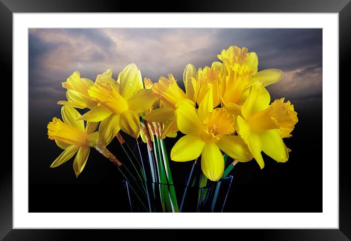 Welsh yellow Daffodils Framed Mounted Print by Leighton Collins