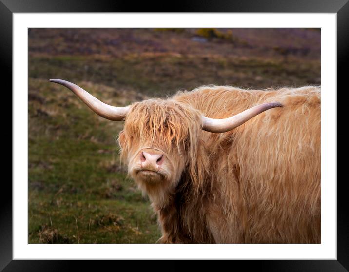 A Highland cow Framed Mounted Print by Leighton Collins