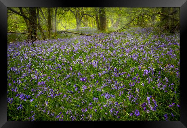 Bluebells in Pontneddfechan  Framed Print by Leighton Collins