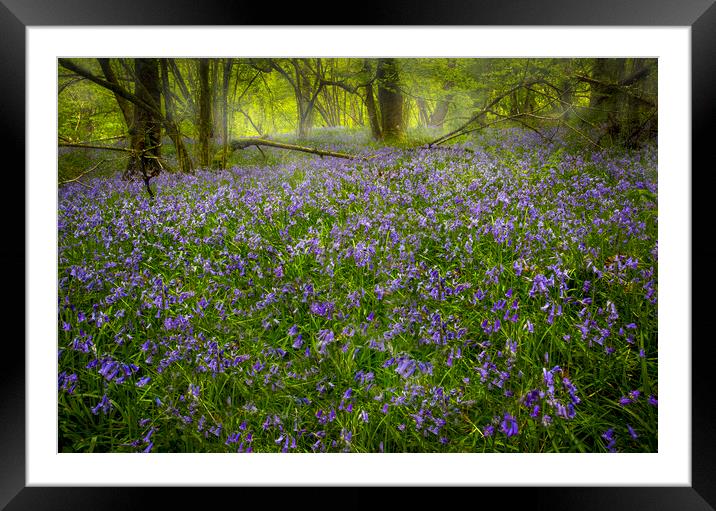 Bluebells in Pontneddfechan  Framed Mounted Print by Leighton Collins
