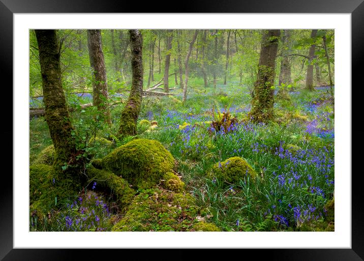 Bluebells in an Ancient forest Framed Mounted Print by Leighton Collins