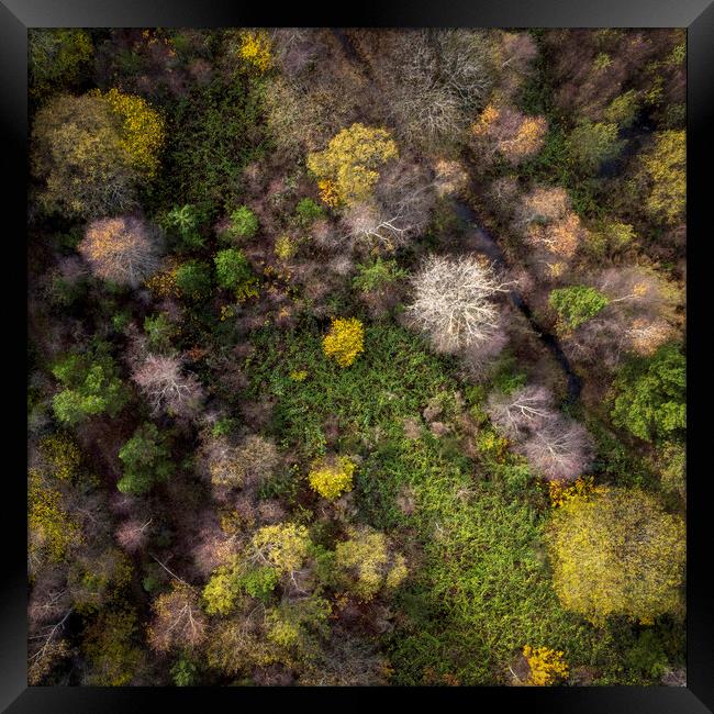 Drone view of a forest Framed Print by Leighton Collins