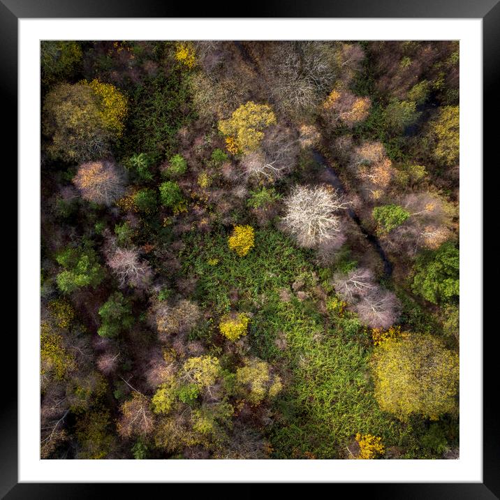 Drone view of a forest Framed Mounted Print by Leighton Collins