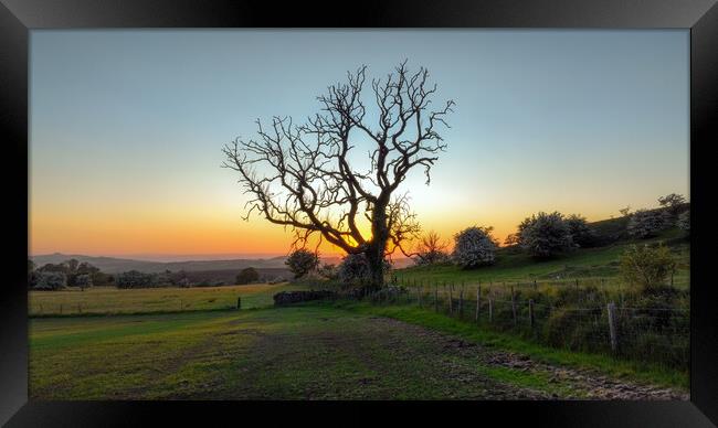 Spooky tree at sunset Framed Print by Leighton Collins