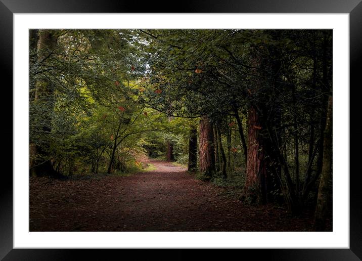 A woodland path Framed Mounted Print by Leighton Collins