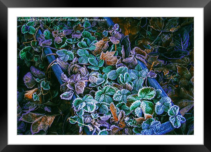 Frozen leaves Framed Mounted Print by Leighton Collins