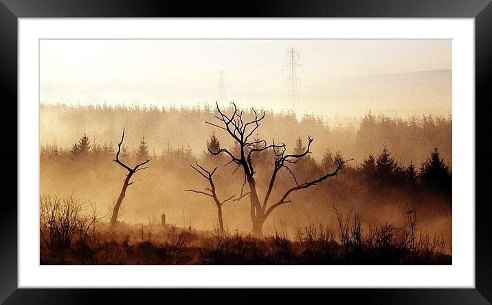 Burnt trees Framed Mounted Print by Leighton Collins