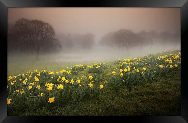 Misty Daffodils Framed Print by Leighton Collins