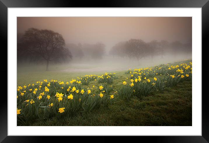 Misty Daffodils Framed Mounted Print by Leighton Collins