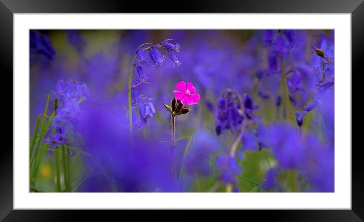 Bluebells and pink flower Framed Mounted Print by Leighton Collins