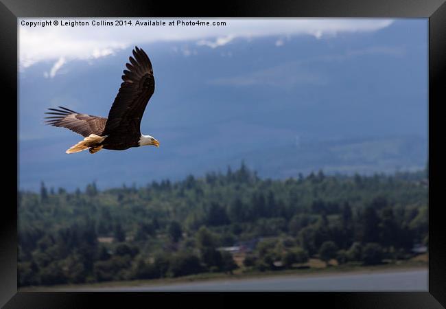 Bald eagle Vancouver island Canada Framed Print by Leighton Collins