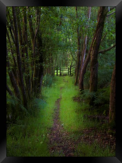  Woodland path and stile Framed Print by Leighton Collins