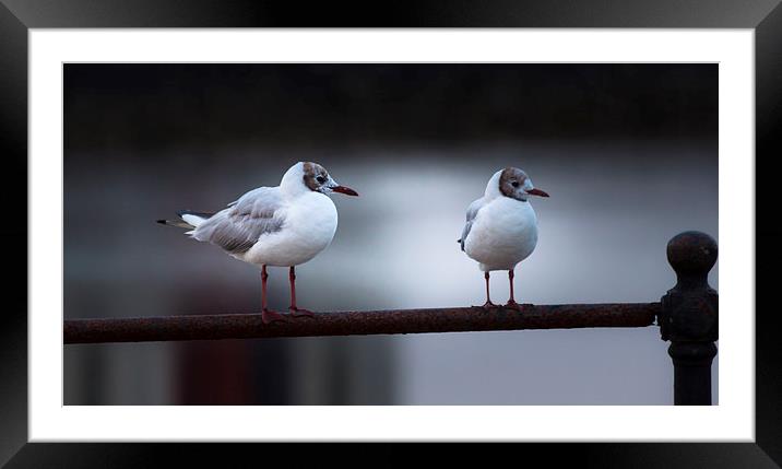  Juvenile black headed gulls Framed Mounted Print by Leighton Collins