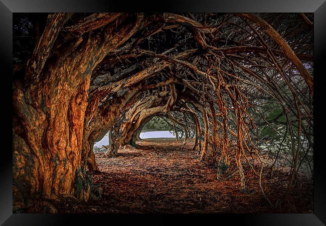  1000 year old yew tree at Aberglasney gardens Framed Print by Leighton Collins