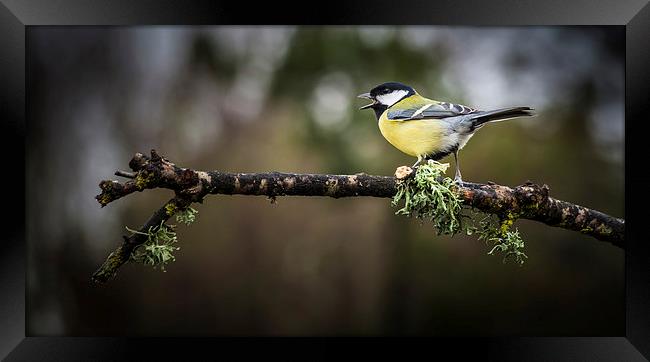  Great tit Framed Print by Leighton Collins