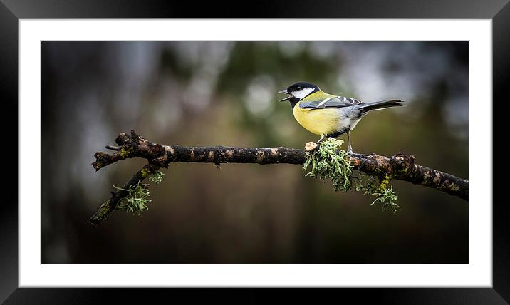  Great tit Framed Mounted Print by Leighton Collins