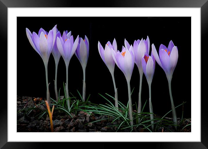  Crocuses Framed Mounted Print by Leighton Collins