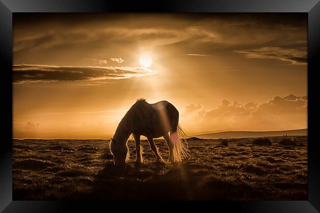  Gower pony at sunset on Cefn Bryn Framed Print by Leighton Collins